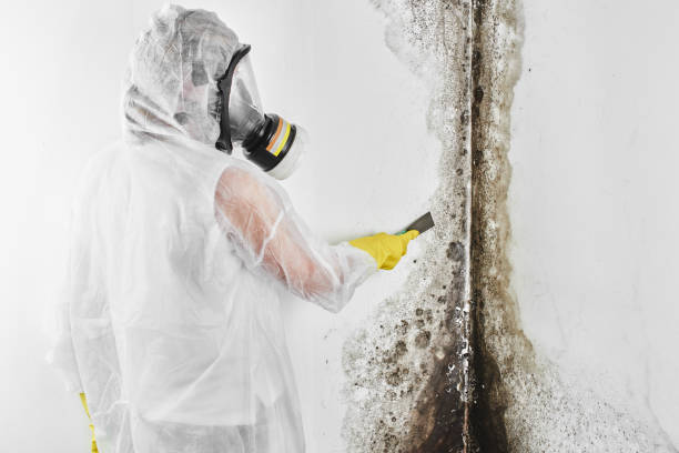 Best Basement Mold Remediation in Rkesburg, PA