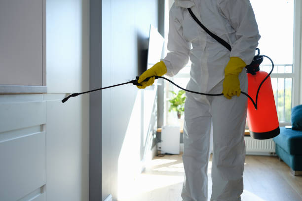 Best DIY Mold Remediation Support Services in Rkesburg, PA