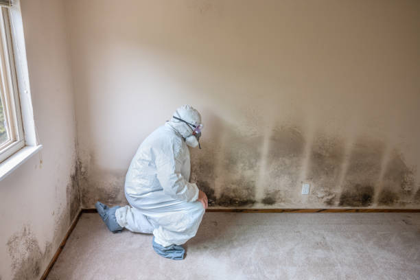 Best Emergency Mold Remediation in Rkesburg, PA